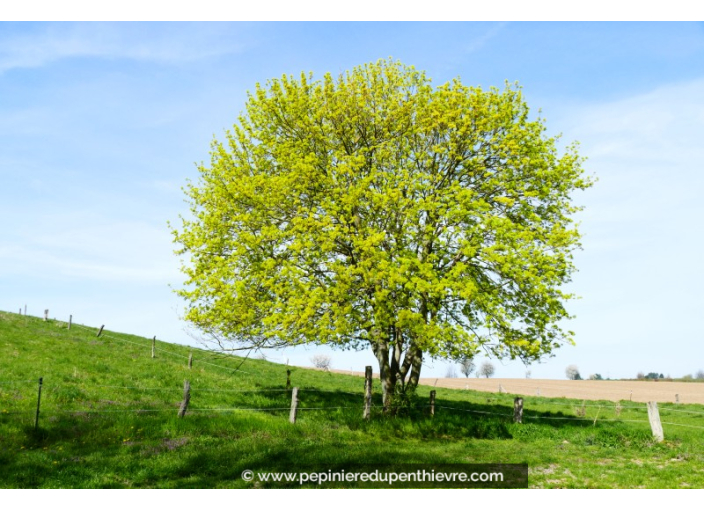 ACER campestre ACER campestre