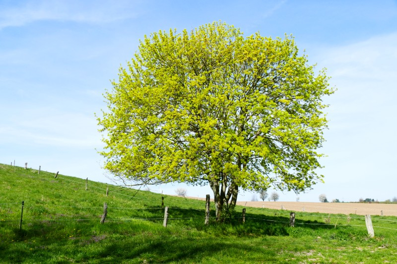 Acer campestre  Érable champêtre - Van den Berk Pépinières