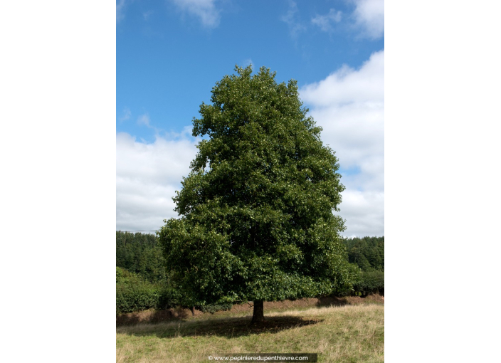 ALNUS glutinosa