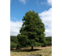 ALNUS glutinosa ALNUS glutinosa