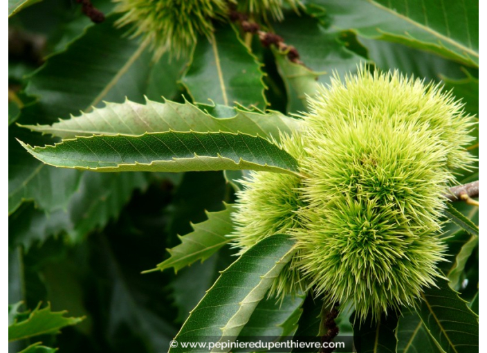 CASTANEA sativa