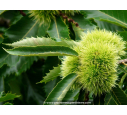 CASTANEA sativa CASTANEA sativa