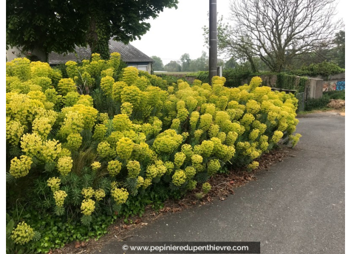 EUPHORBIA characias ssp wulfenii EUPHORBIA characias ssp wulfenii
