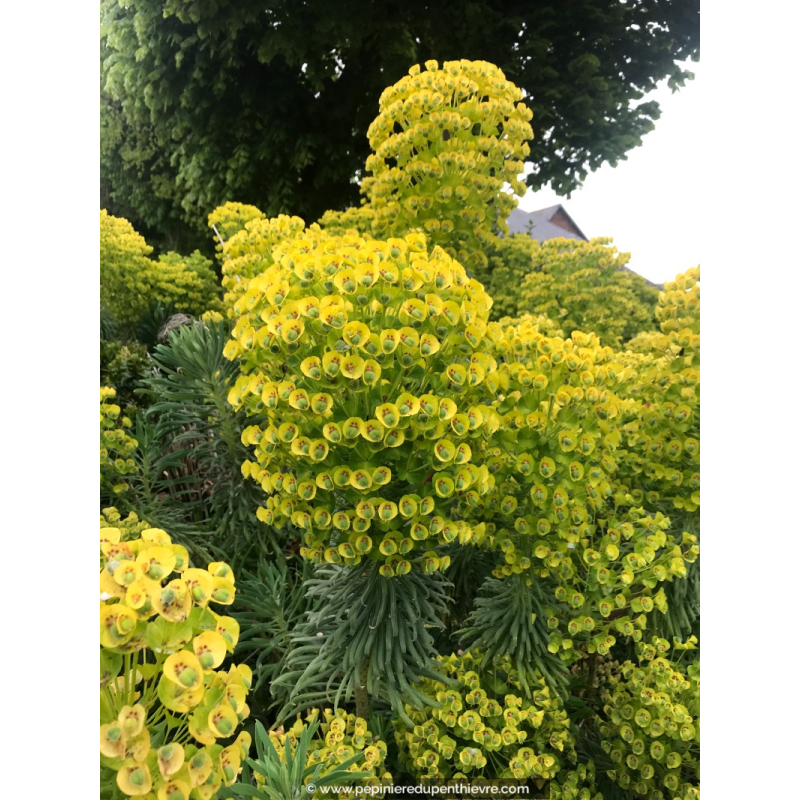 EUPHORBIA characias ssp wulfenii