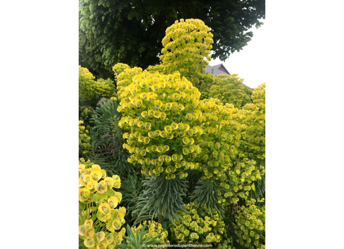 EUPHORBIA characias ssp wulfenii