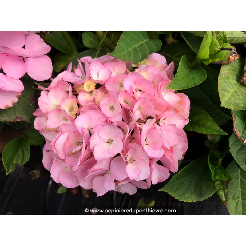 HYDRANGEA macrophylla 'Madame Plumecoq'