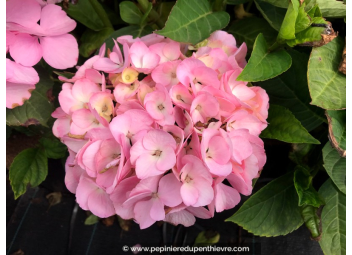 HYDRANGEA macrophylla 'Madame Plumecoq'