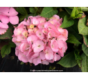 HYDRANGEA macrophylla 'Madame Plumecoq'