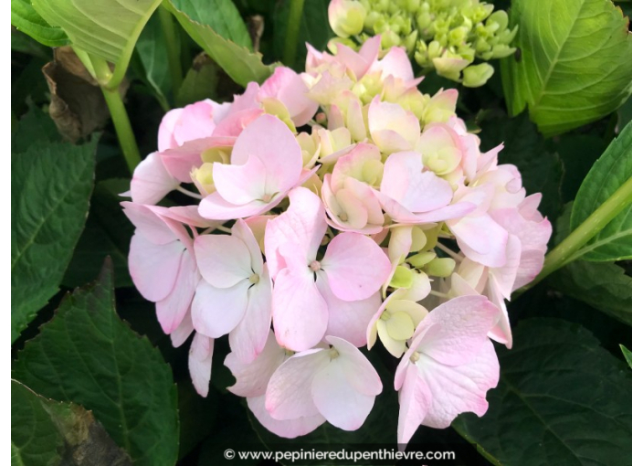 HYDRANGEA macrophylla 'Madame Plumecoq'