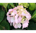 HYDRANGEA macrophylla 'Madame Plumecoq'