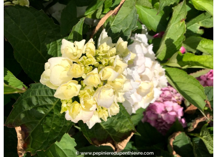 HYDRANGEA macrophylla 'Mme Émile Mouillère'