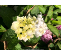 HYDRANGEA macrophylla 'Mme Émile Mouillère'