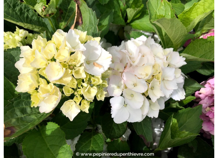 HYDRANGEA macrophylla 'Mme Émile Mouillère'