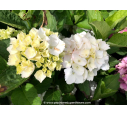HYDRANGEA macrophylla 'Mme Émile Mouillère'