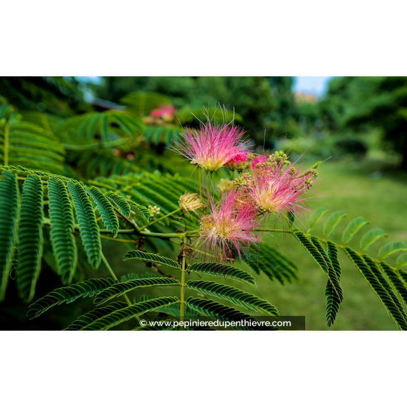 ALBIZIA julibrissin 'Ombrella'®