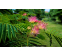 ALBIZIA julibrissin 'Ombrella'®