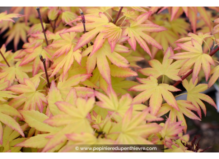ACER palmatum 'Orange Dream' ACER palmatum 'Orange Dream'