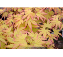 ACER palmatum 'Orange Dream' ACER palmatum 'Orange Dream'