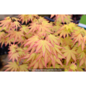 ACER palmatum \'Orange Dream\'