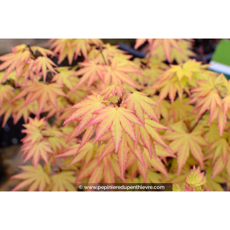 ACER palmatum 'Orange Dream'