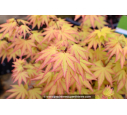 ACER palmatum 'Orange Dream' ACER palmatum 'Orange Dream'