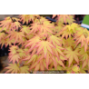 ACER palmatum \'Orange Dream\'
