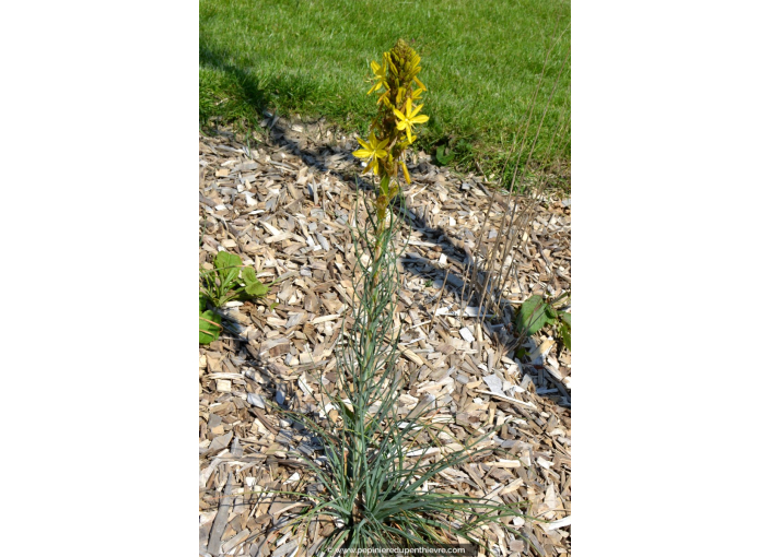 ASPHODELINE lutea ASPHODELINE lutea