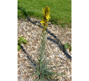 ASPHODELINE lutea ASPHODELINE lutea