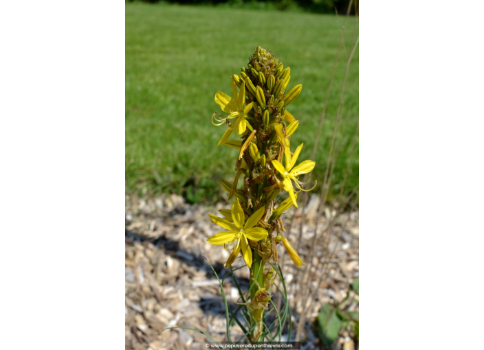 ASPHODELINE lutea ASPHODELINE lutea