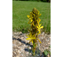 ASPHODELINE lutea ASPHODELINE lutea