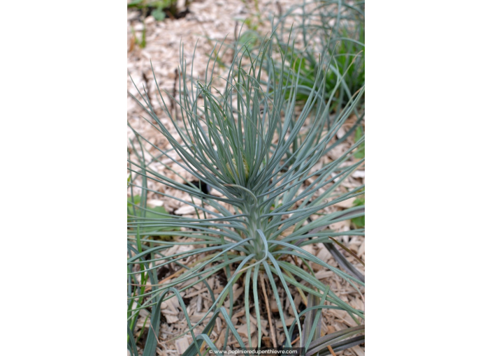 ASPHODELINE lutea ASPHODELINE lutea