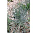ASPHODELINE lutea ASPHODELINE lutea