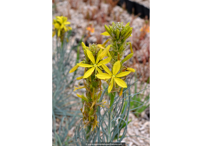 ASPHODELINE lutea ASPHODELINE lutea