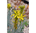 ASPHODELINE lutea ASPHODELINE lutea
