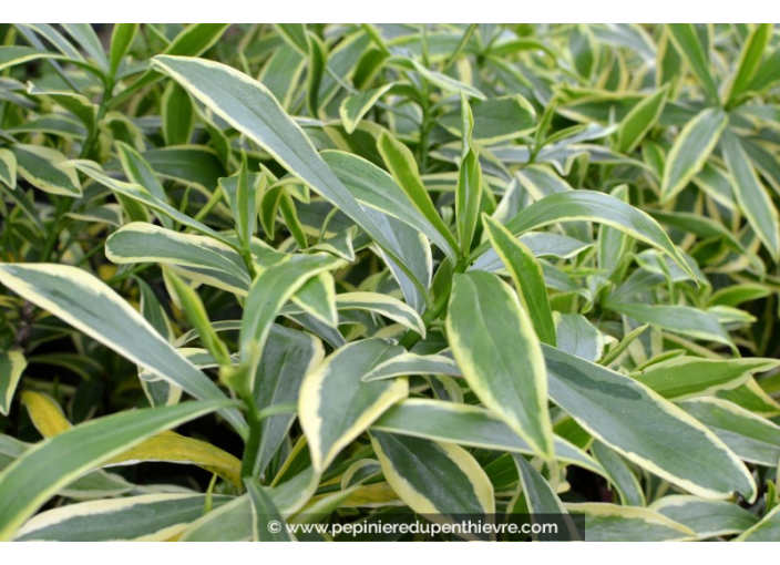 DAPHNE odora 'Aureomarginata'