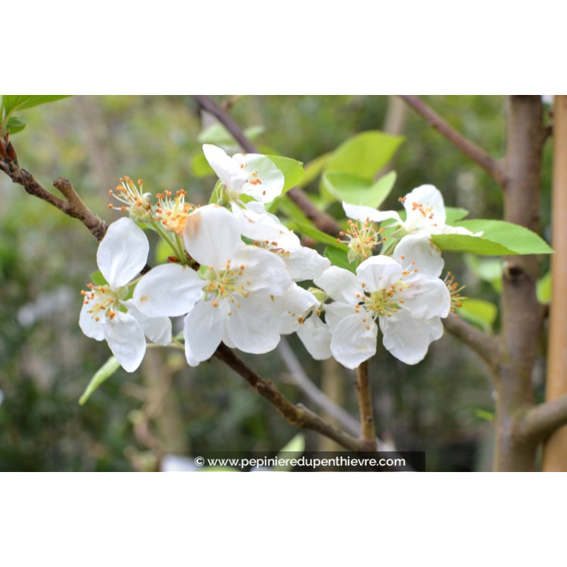 MALUS perpetu® 'Evereste'