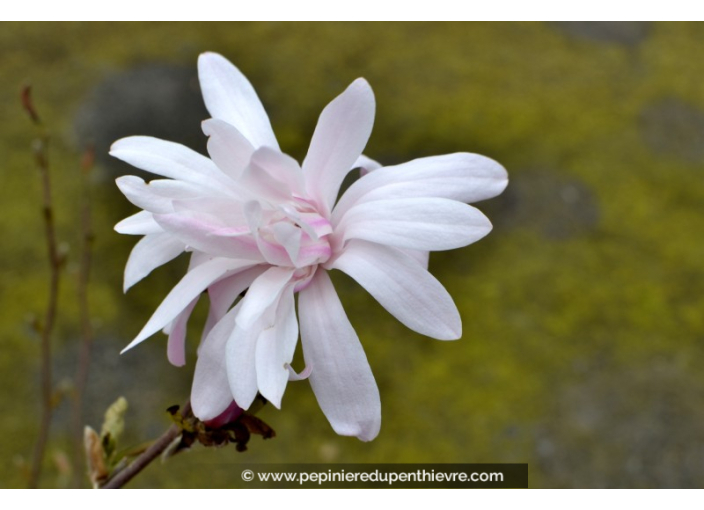 MAGNOLIA stellata 'Rosea'