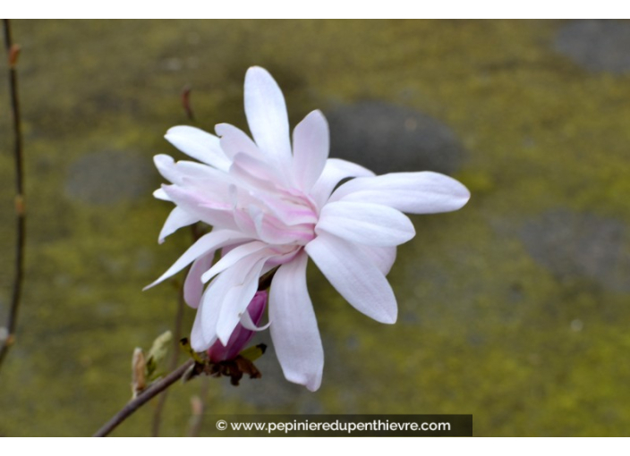 MAGNOLIA stellata 'Rosea'