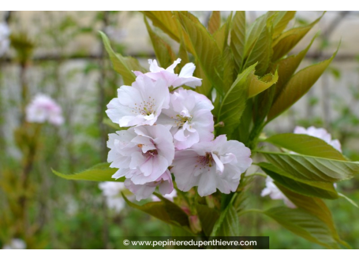 PRUNUS serrulata 'Amanogawa'