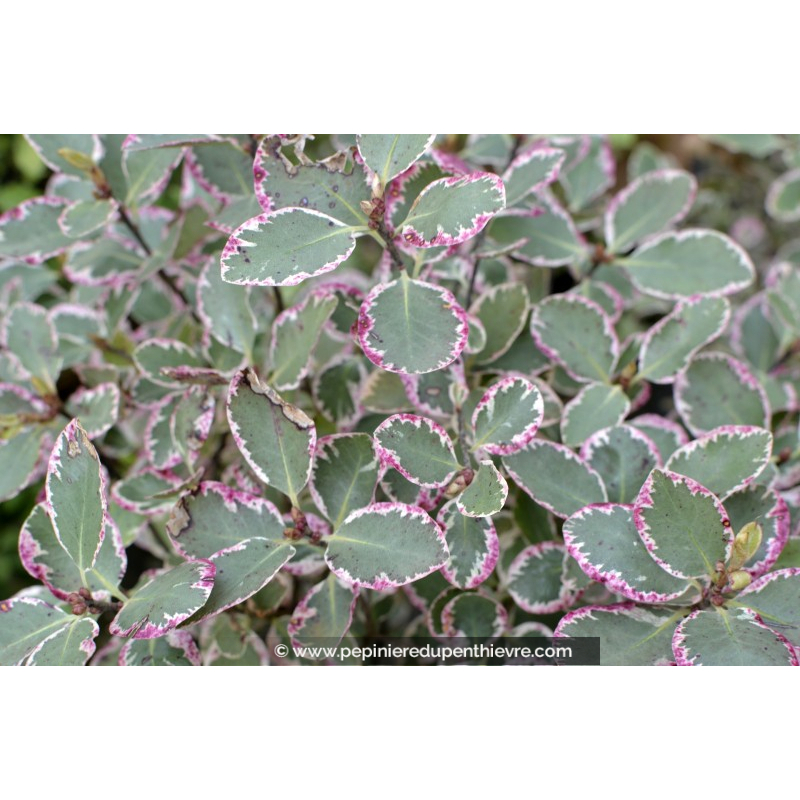 PITTOSPORUM tenuifolium 'Garnettii'