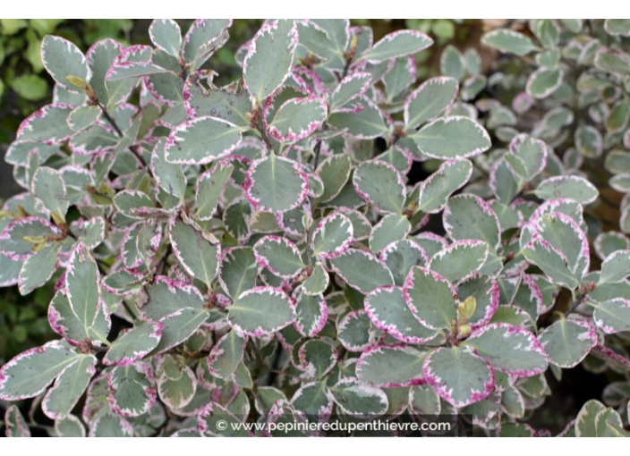 PITTOSPORUM tenuifolium 'Garnettii'