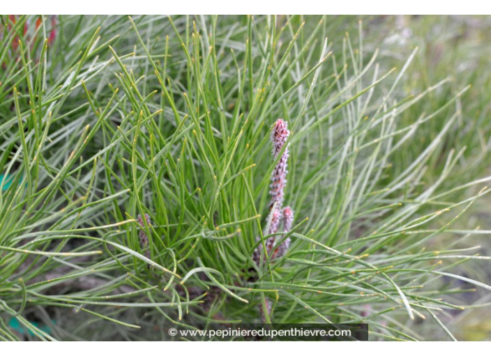PINUS pinaster