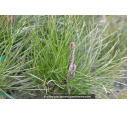 PINUS pinaster