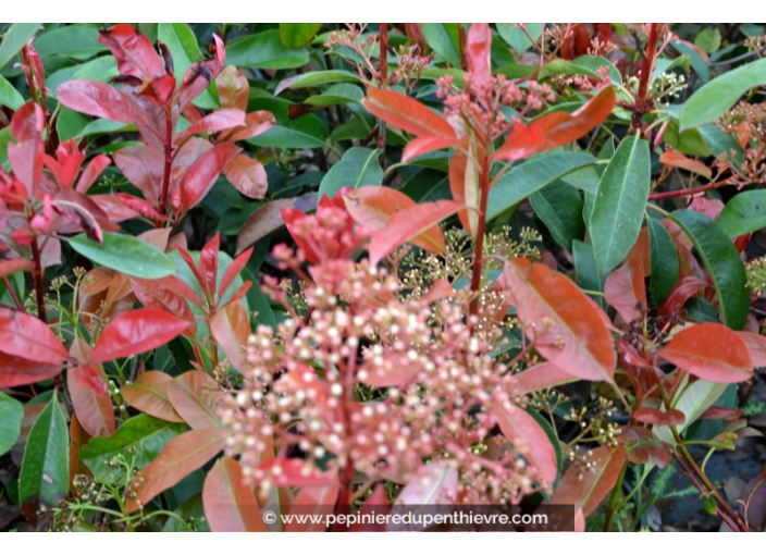 PHOTINIA fraseri 'Robusta Compacta'