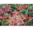 PHOTINIA fraseri 'Robusta Compacta'
