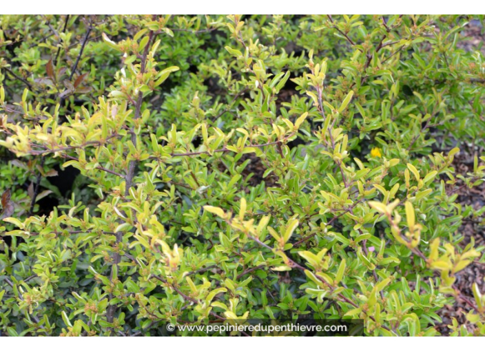 PYRACANTHA 'Saphyr Jaune'®