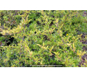 PYRACANTHA 'Saphyr Jaune'®