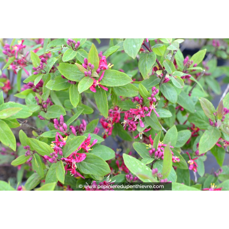 LONICERA tatarica 'Arnold Red'