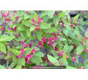 LONICERA tatarica 'Arnold Red'