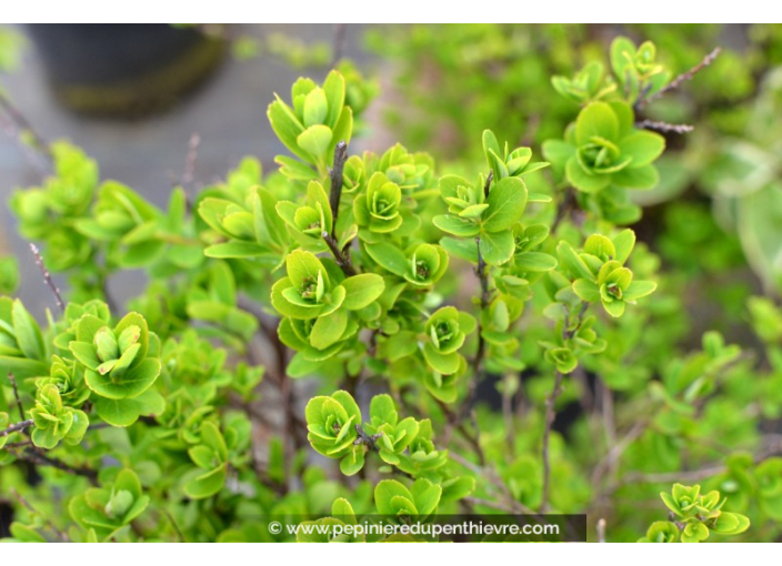 SPIRAEA nipponica 'Snowmound' SPIRAEA nipponica 'Snowmound'